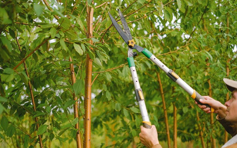 Tree trimming in Drakesville, IA